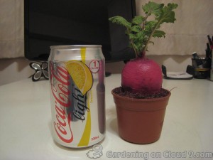 DIY Garden Container - Soda Can