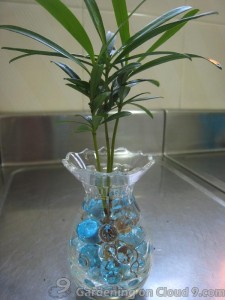 Potted Plant with Crystal Soil