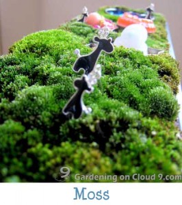 Garden Journal - Moss