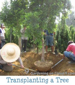 How to Transplant Trees
