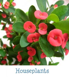 Indoor Gardening - Houseplants