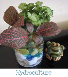 Indoor Gardening - Hydroculture