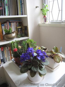 Indoor Gardening - Water Needs