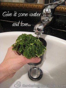 Indoor Gardening - Water Needs