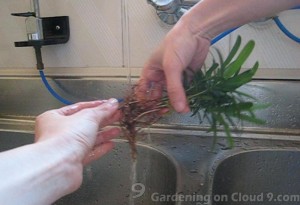 Clean Plant Roots
