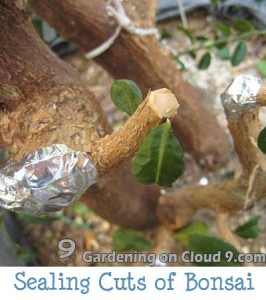 Sealing Cuts of Bonsai Trees