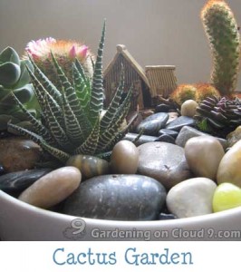 Tabletop Garden - Cactus Garden