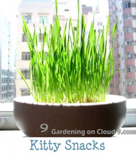 Tabletop Garden - Kitty Snacks