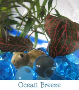 How to Make Tabletop Garden Ocean Breeze