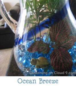 Tabletop Garden - Ocean Breeze