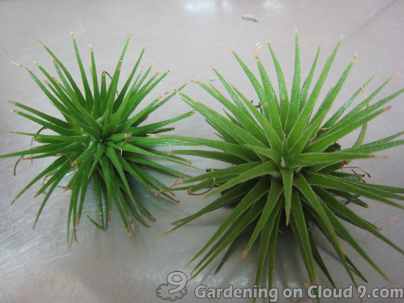 With its epiphytic characteristics Tillandsia has earned its nickname