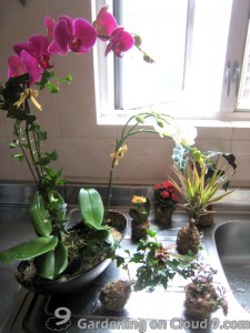 Watering Indoor Plants