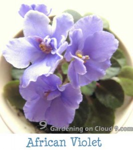 African Violet