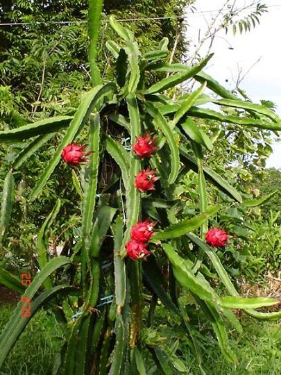 ut believe it or not, they are dragon fruit seedlings – one of those exotic, 