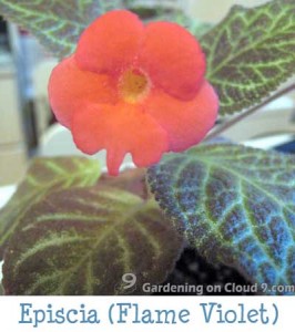Episcia (Flame Violet)