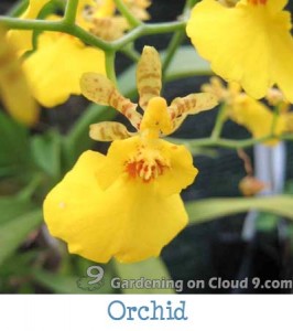 Garden Jouranl - Orchid