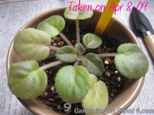Repotting African Violet