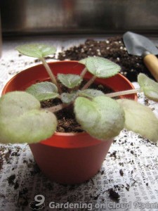 Repotting African Violet