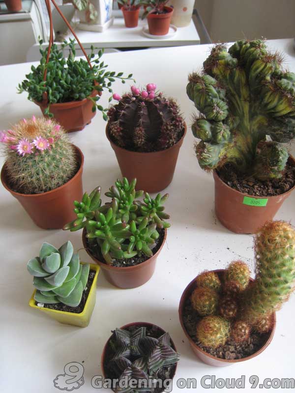 http://www.gardeningoncloud9.com/wp-content/uploads/2009/04/tabletop-cactus-garden-101.jpg