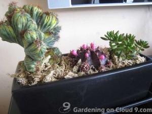 Tabletop Garden - In The Outer Space