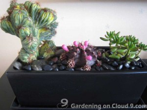Tabletop Garden - In The Outer Space v2