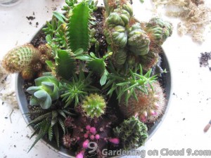 Tabletop Garden - Cactus Garden