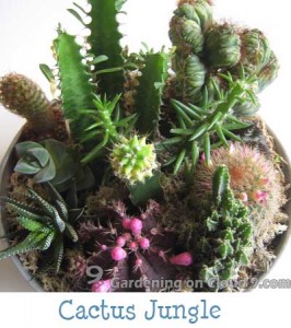 Tabletop Garden - Cactus Garden