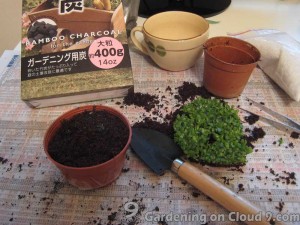 Tabletop Garden - A Green Cappuccino
