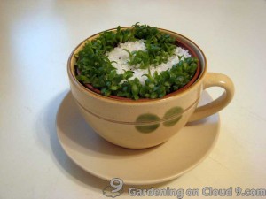 Tabletop Garden - A Green Cappuccino