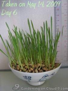 Garden Jouranl - Cat Grass Wheatgrass