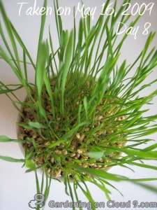 Garden Jouranl - Cat Grass Wheatgrass