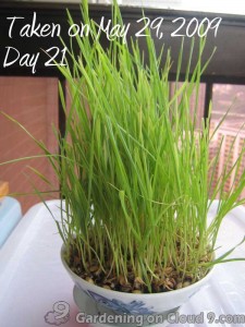 cat-grass-dactylis-21