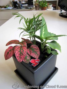 Tabletop Container Garden - Black N Matching
