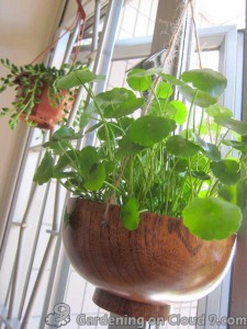 Tabletop-Container-Garden-Pilea-Peperomioides