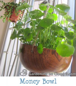 Tabletop Container Garden - Money Bowl