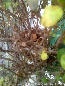 Bird Nest on the Balcony