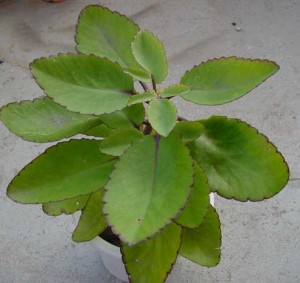 Miracle Leaf - Kalanchoe Pinnata