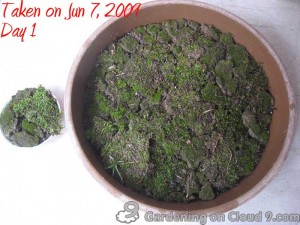 Growing Moss
