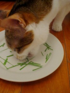 Cat Grass Wheatgrass