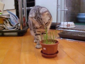 Cat Grass Wheatgrass