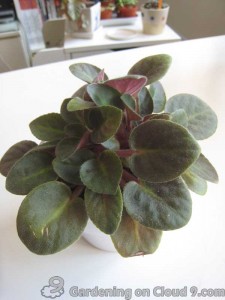 African Violet Care - Seperate Crowns