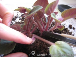 African Violet Care - Seperate Crowns
