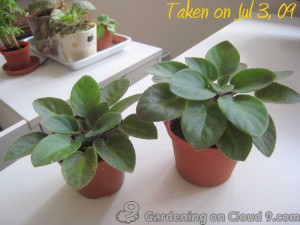 African Violet Care - Seperate Crowns