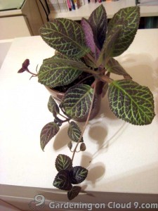 Plant Chronobiology - Flame Violet