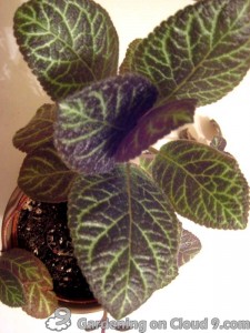 Plant Chronobiology - Flame Violet