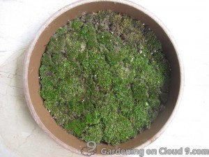 Growing Moss