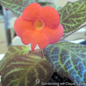 Propagate Flame Violet by Cuttings