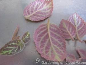 Propagate Flame Violet by Cuttings