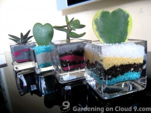 Tabletop Container Garden - A Shot of Succulent Please!