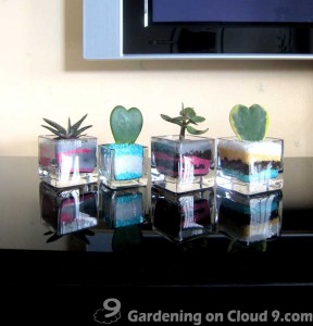 Tabletop Container Garden - A Shot of Succulent Please!